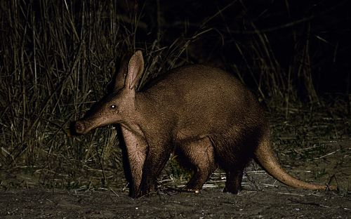 aardvark-picture.jpg