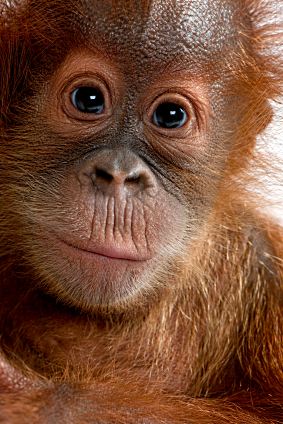 orangutan-pictures.jpg