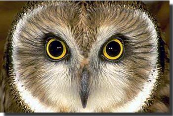 owl-picture.jpg