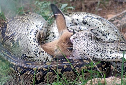 Snake Swallowing Deer