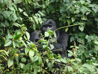 My best highlight for the safari was seeing these gorillas in Bwindi