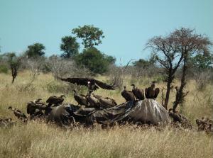 Vultures on elephant carcass