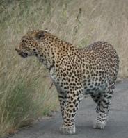 Leopard in the road!