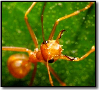 ant%20pictures.jpg