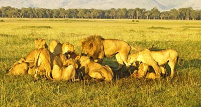 Lion Pride Feeding