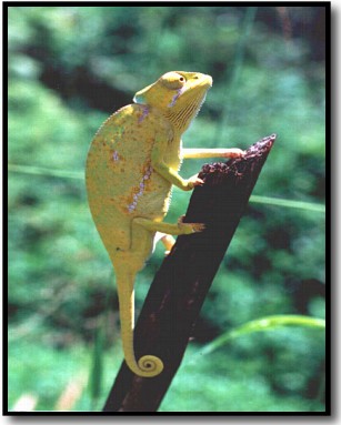 chameleon picture