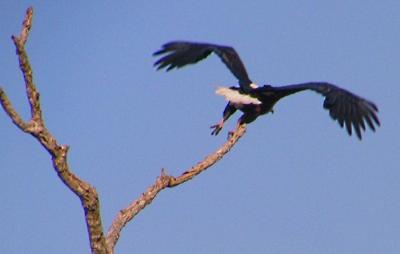 Fish Eagle Takes Flight