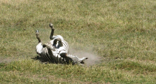 Silly zebra wallowing