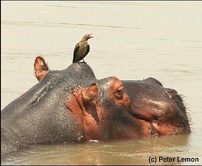 Hippo Perch For Oxpeckers