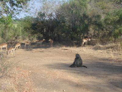 Typical scene in Kruger