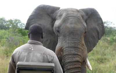This elephant came very close to the vehicle
