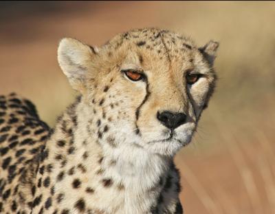 Cheetah close-up at Okonjima