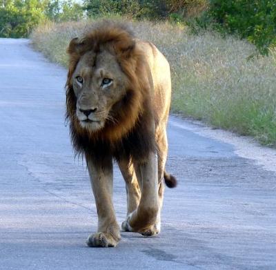 Lion on main road coming in Malelane Gate