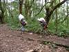 Porters on the Kili trail
