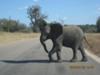 Young elephant in Kruger National Park