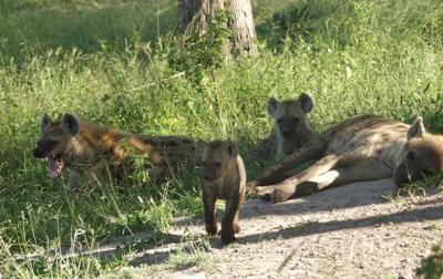 Spotted hyena family