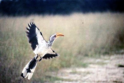 Flying Hornbill in Botswana