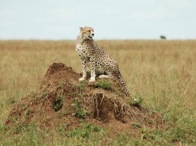 Cheetah Scanning the Horizon