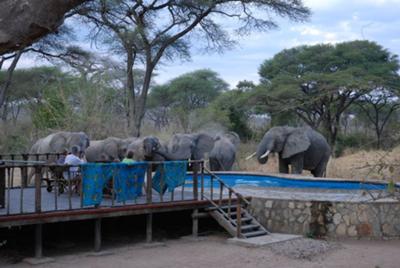 Elephants drinking at the swimming pool at Tandala tented camp