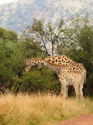 Giraffes in Hluhluwe-Imfolozi Game Reserve
