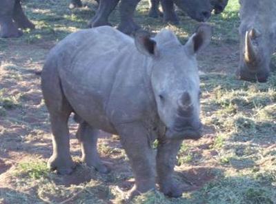 Baby Rhino at Falaza