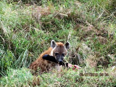 Hyena chewing on bones - Masai Mara