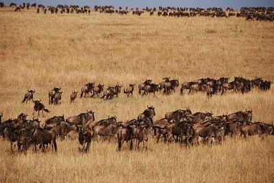 Migration Herd