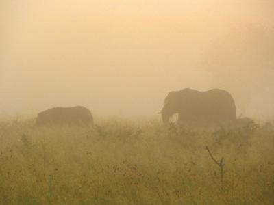 Elephants    © www.african-safari-journals.com