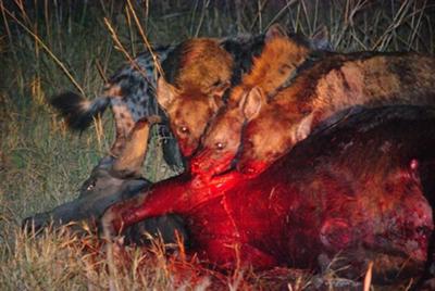 Hyenas with stolen prey