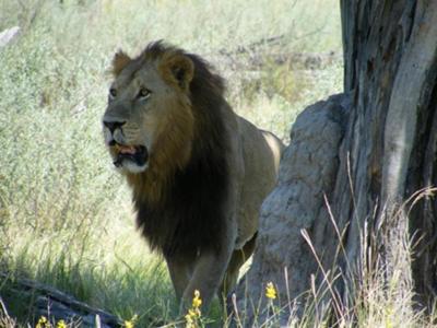 I found this lion by following his spoor