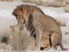 Lions mating in Etosha National Park