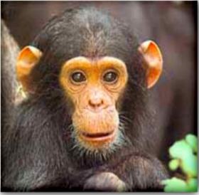 chimpanzee pictures