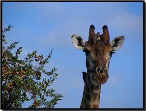 giraffe pictures