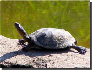 Turtle pictures