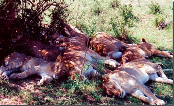lions napping