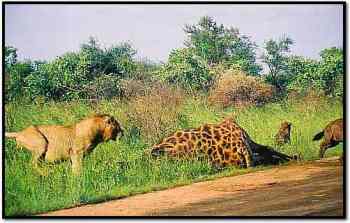 lion chasing