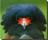 Bateleur