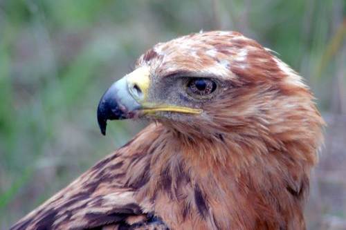 Tawny Eagle Picture