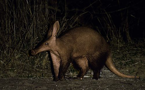 Aardvark Picture