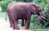 Addo Elephant