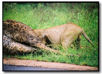 lion feeding