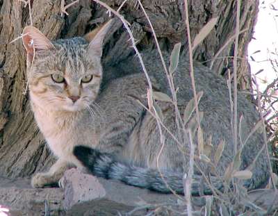 African wild cat