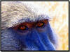 baboon
