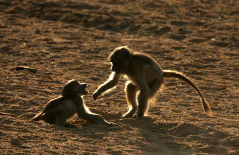 baby baboons playing
