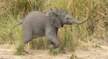 Baby elephant - South Luangwa, Zambia