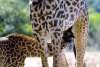 Baby giraffe feeding