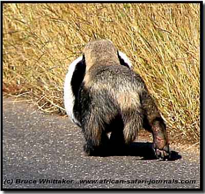Adult Badger carrying a baby Badger