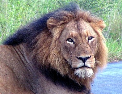 black maned lion
