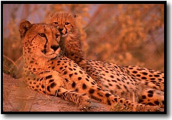 cheetah with cub