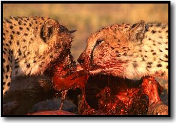Cheetah feeding